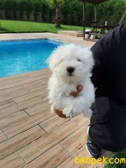 KAR BEYAZI 0 NUMARA MALTESE TERRIER YAVRULARI 3