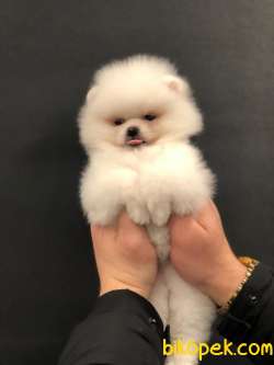 Kar Beyazı Dişi  Pomeranian Yavrumuz 2
