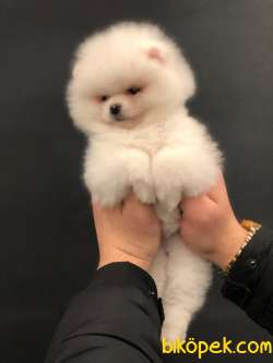 Kar Beyazı Dişi  Pomeranian Yavrumuz 1
