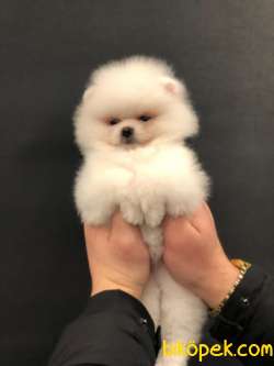Kar Beyazı Dişi  Pomeranian Yavrumuz 3