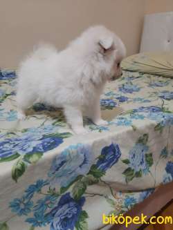 Kar Beyazı Dişi Yavru Spitz 4