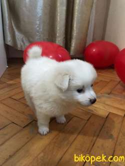 Kar Beyazı Dişi Yavru Spitz 1