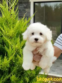 KAR BEYAZI MALTESE TERRIER YAVRULARI 1