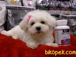 KAR BEYAZI MALTESE TERRIER YAVRULARI 3