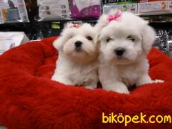 KAR BEYAZI MALTESE TERRIER YAVRULARI 2