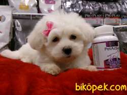 KAR BEYAZI MALTESE TERRIER YAVRULARI 1