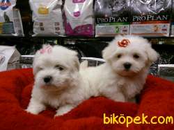 KAR BEYAZI MALTESE TERRIER YAVRULARI 5
