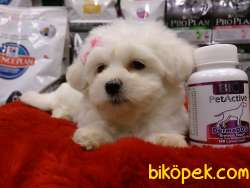 KAR BEYAZI MALTESE TERRIER YAVRULARI 4
