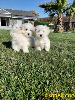 KAR BEYAZI MALTESE TERRIER YAVRULARİ