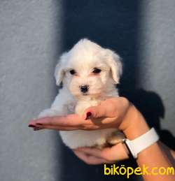 KAR BEYAZI MALTESE TERRİER YAVRULARIMIZ 3