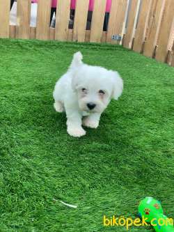 KAR BEYAZI MALTESE TERRİER YAVRULARİMİZ 3