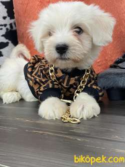 KAR BEYAZI MALTESE TERRİER YAVRULARİMİZ 5
