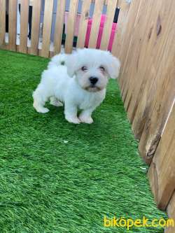 KAR BEYAZI MALTESE TERRİER YAVRULARİMİZ 4