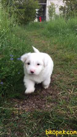 Son Erkek Maltese Terrier Yavru 3
