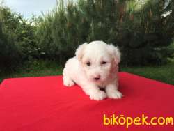 Son Erkek Maltese Terrier Yavru 2