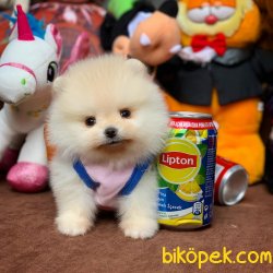 Kar Beyazı Mini Boy Pomeranian Boo Yavrumuz 4