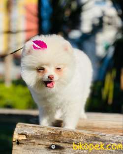 Kar Beyazı Pomeranian Boo Gülen Face 1