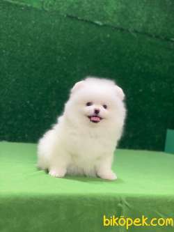 Kar Beyazı Pomeranian Boo Yavrumuz 5