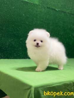 Kar Beyazı Pomeranian Boo Yavrumuz 4