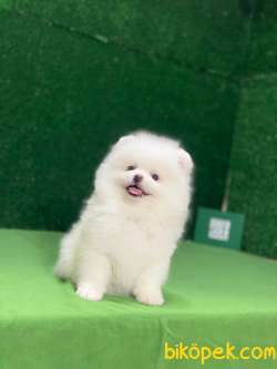 Kar Beyazı Pomeranian Boo Yavrumuz 3