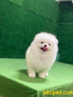 Kar Beyazı Pomeranian Boo Yavrumuz 3