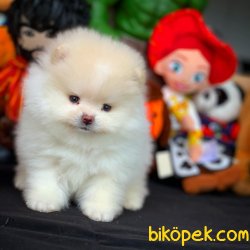 Kar Beyazı Safkan Pomeranian ‘WHİTE’ 2