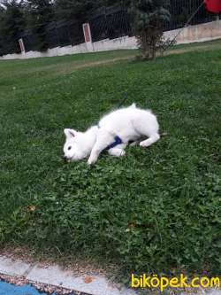 KAR BEYAZI SAMOYED 4