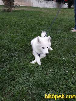 KAR BEYAZI SAMOYED 3