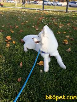 KAR BEYAZI SAMOYED 1