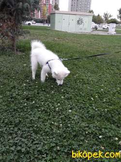 KAR BEYAZI SAMOYED 2