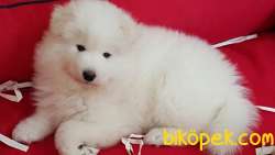 Kar Beyazı Samoyed Yavruları 3