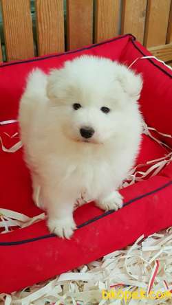 Kar Beyazı Samoyed Yavruları 1