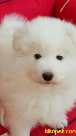 Kar Beyazı Samoyed Yavruları 4