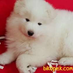 Kar Beyazı Samoyed Yavruları 2