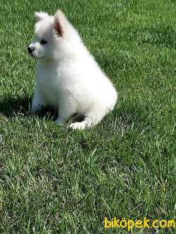 Bembeyaz Samoyed Yavruları 2