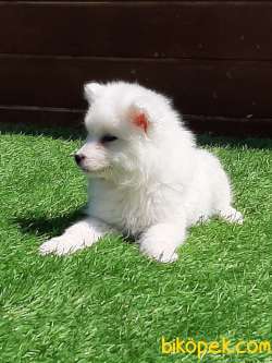 KAR BEYAZI SAMOYED YAVRULARI 3