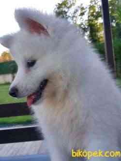 Kar Beyazı Samoyed Yavruları 3