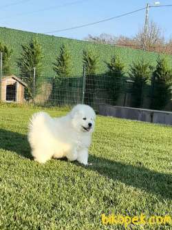 Kar Beyazi Samoyed Yavruları 3