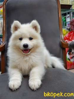 Kar Beyazı SAMOYED YAVRULARI  A KALITE 1