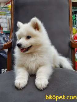 Kar Beyazı SAMOYED YAVRULARI  A KALITE 3