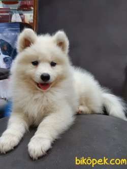 Kar Beyazı SAMOYED YAVRULARI  A KALITE 2