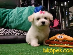 KAR BEYAZI SEVİMLİ SATILIK MALTESE TERRIER YAVRULARI 2