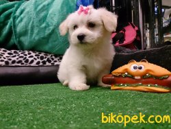 KAR BEYAZI SEVİMLİ SATILIK MALTESE TERRIER YAVRULARI 3