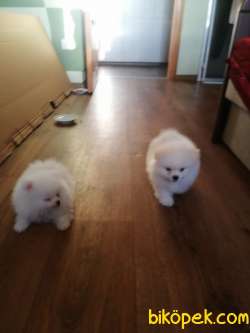 Kar Topu Bembeyaz Pomeranian Yavruları Ayı Surat Bol Tüylü 5