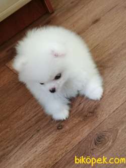 Kar Topu Bembeyaz Pomeranian Yavruları Ayı Surat Bol Tüylü 4