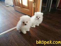 Kar Topu Bembeyaz Pomeranian Yavruları Ayı Surat Bol Tüylü 3