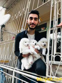 KAR TOPU GİBİ SAMOYED YAVRULARI 2