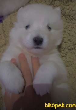 KAR TOPU GİBİ SAMOYED YAVRULARI 3