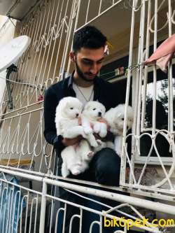 KAR TOPU GİBİ SAMOYED YAVRULARI 1