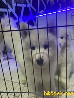 KAR TOPU GİBİ SAMOYED YAVRULARI 1